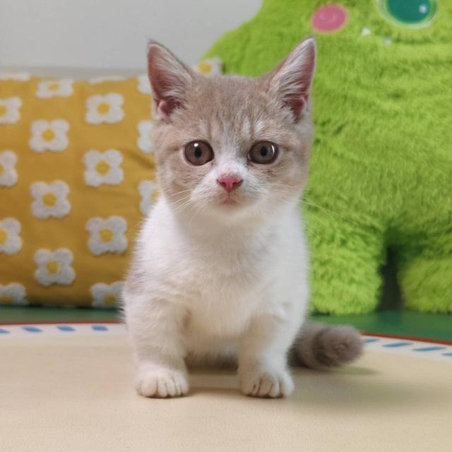 แมวมันช์กิ้น Munchkin short leg boy Oscat cattery chiangmai รูปที่ 7