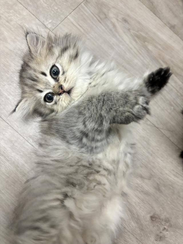 ลูกแมวเปอร์เซีย ชินชิล่าแท้ น่ารักขี้อ้อน อายุ 2 เดือน รูปที่ 6