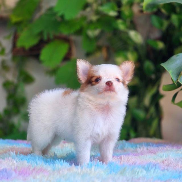 ชิวาวาผสมปอม เพศผู้ พิกัดรามอินทรา 11