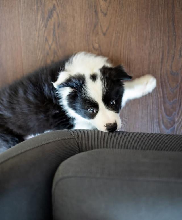 Border Collie สายพันธุ์ดี