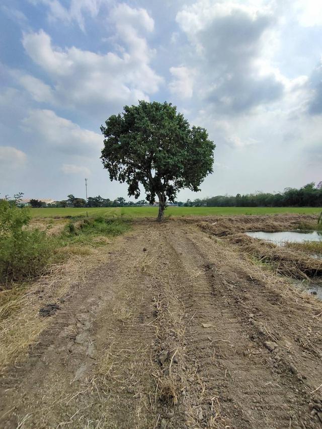 ขายที่ดิน เสนา อยุธยา 7 ไร่ 3 งาน 11.2 ตร.วา 5