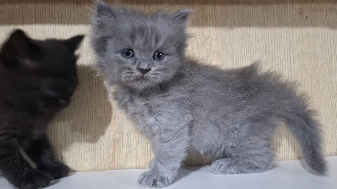 ลูกแมวบริติช British Shorthair , British Longhair รูปที่ 9