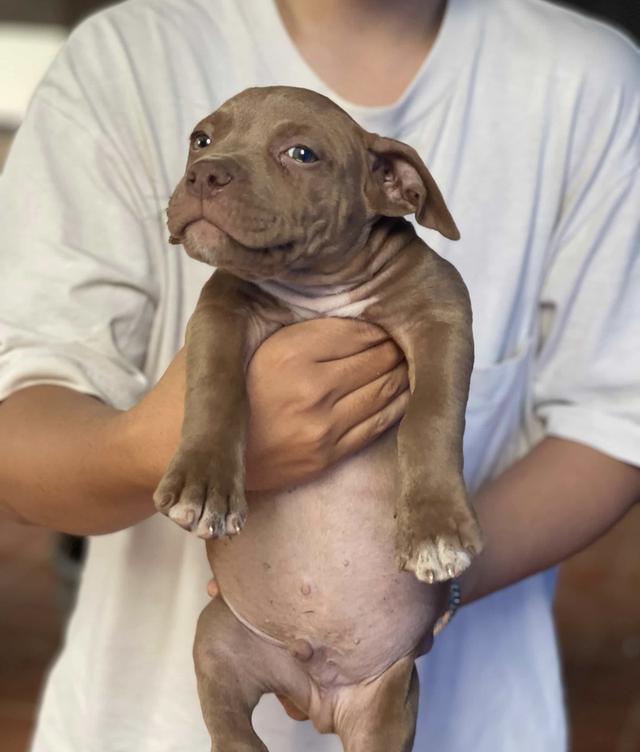 ลูกสุนัขพิทบูล พันธุ์แท้