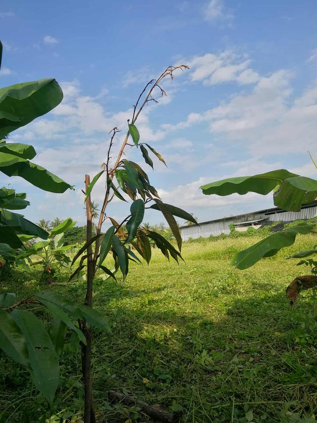 ที่ดิน อ.เมือง จังหวัดลำพูน 4