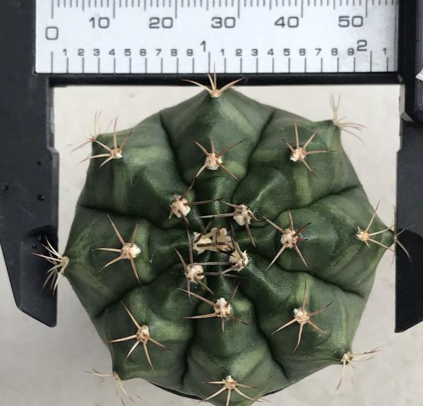 แคคตัส Cactus ยิมโน 2