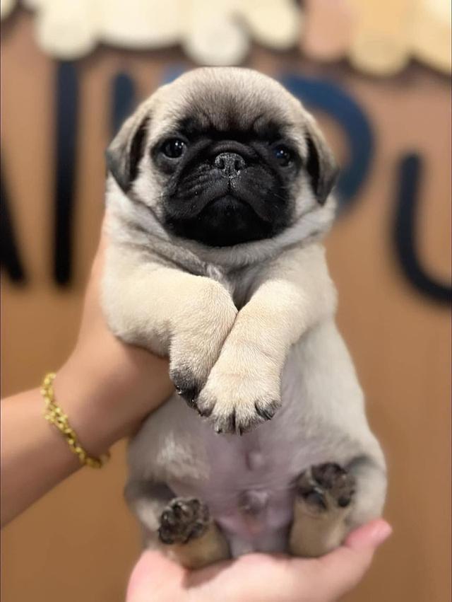 Pug Puppies For Sale