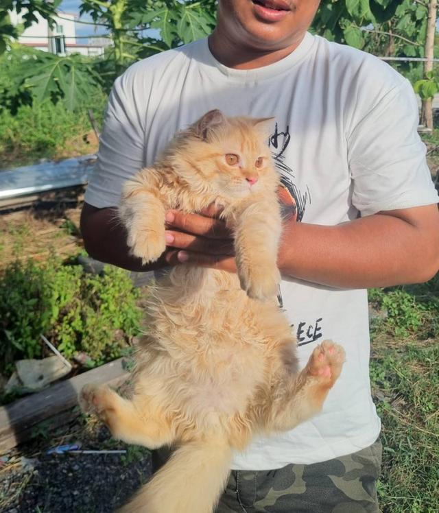หาบ้านไห้น้อง