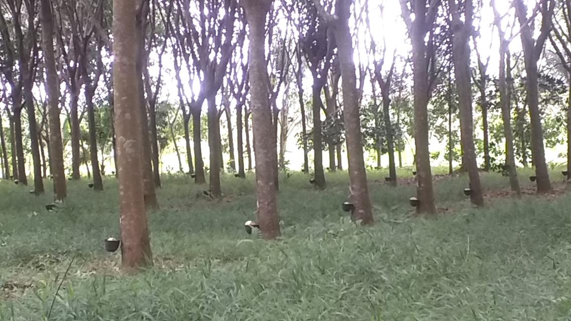 ขายสวนปาล์มสวนยาง โฉนด 25 ไร่ สะพลี ปะทิว ชุมพร 12