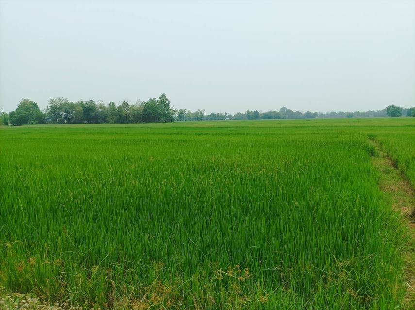 ขายที่ดิน ราคา8,000บาท/ตร.ว. ต.สง่าบ้าน อ.ดอยสะเก็ด จ.เชียงใหม่ 10