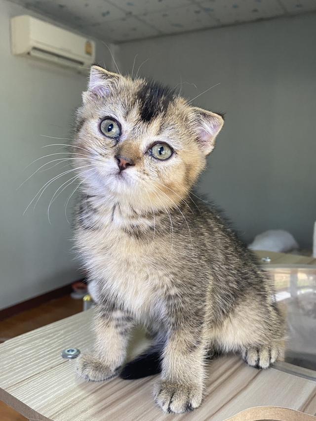 สก็อตติช ดญ 2เดือนพร้อมย้าย