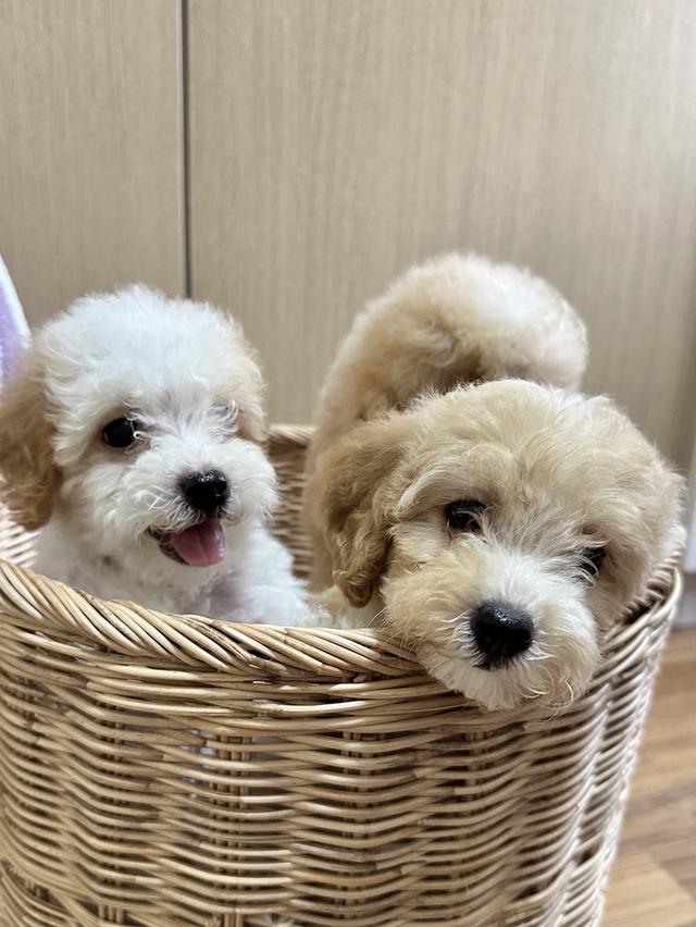 พุดเดิ้ล poodle 