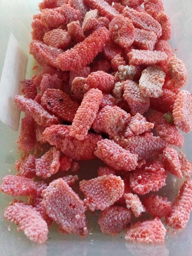 แม่พันธุ์ไข่หอยเชอรี่สีทอง 9