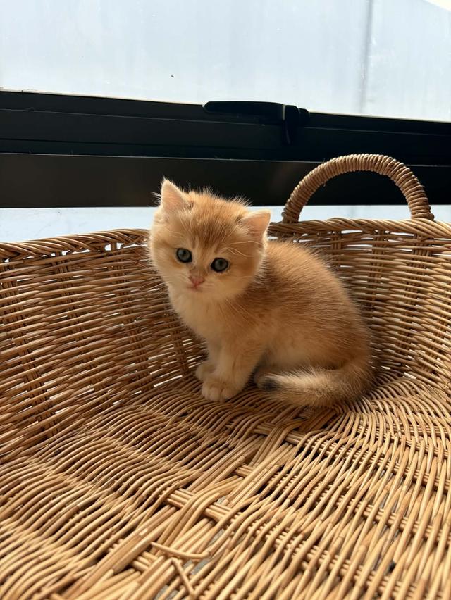 Boy 🏴‍☠️ ( รหัส : L1 ) British Shorthair รูปที่ 4