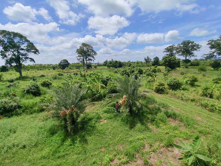 ขายด่วน ที่ดินอีสาน จ.ร้อยเอ็ด 4