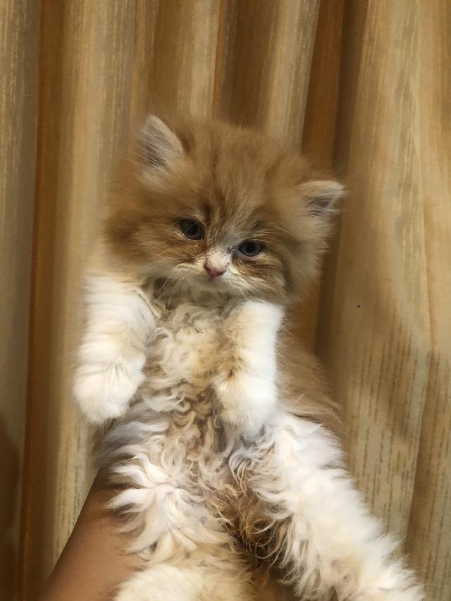 ลูกแมวพันธุ์เปอร์เซีย รูปที่ 5