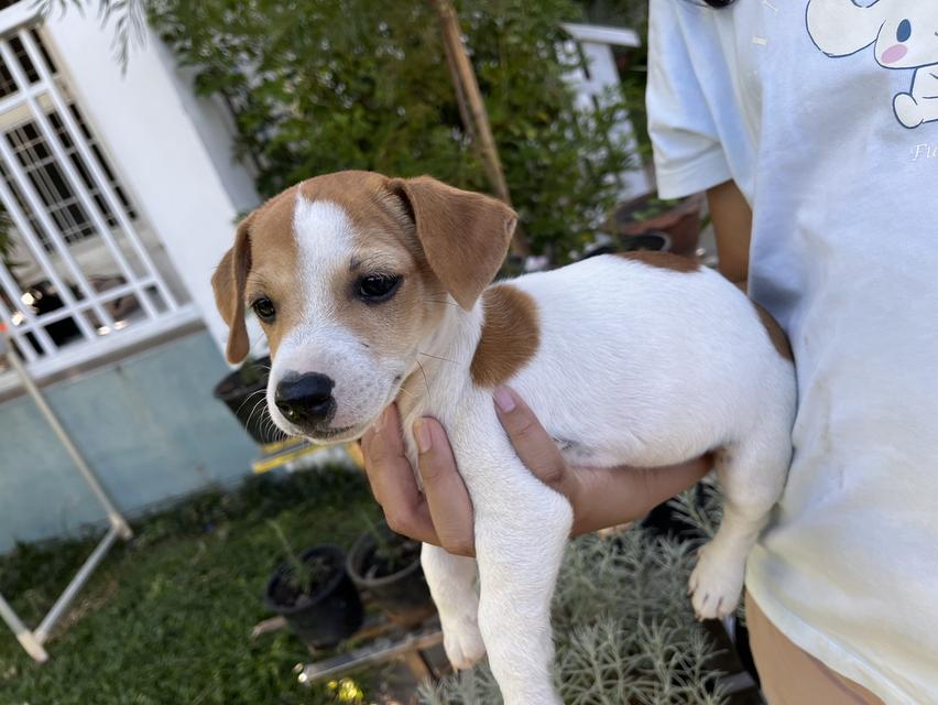 ลูกสุนัข Jackrussell