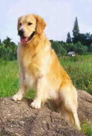 โกลเด้น รีทรีฟเวอร์ (Golden Retriever 2