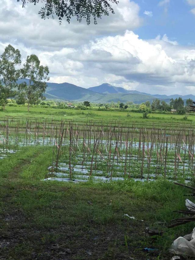ที่ดินวิวภูเขา ใกล้เมืองเชียงใหม่ ทำเลหายากบรรยากาศเหมือนรีสอร์ส่วนตัว 5