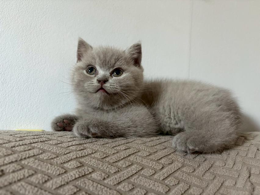 แมวบริติช ช็อตแฮร์ (British Shorthair) รูปที่ 2