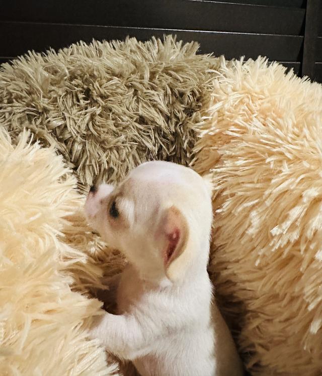 ดช.ชิวาว่า(จิ๋วจิ๋ว)3เดือน.1.5ขีด รูปที่ 2