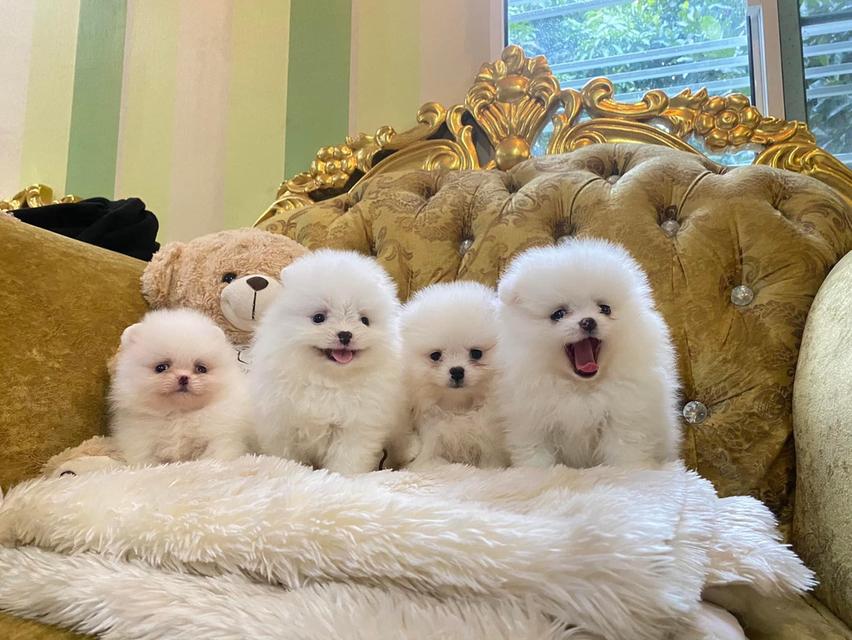ลูกสุนัขปอมเมอเรเนียนแท้ พร้อมย้ายบ้าน จัดส่งฟรี