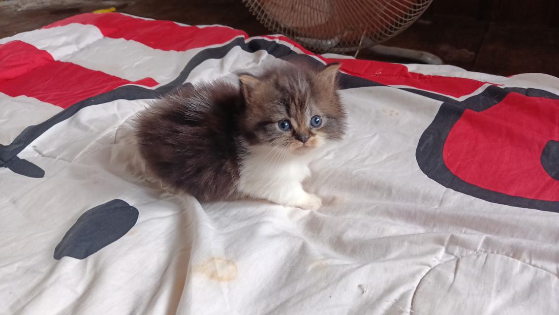 มัชกิ้นขาสั้นเพศเมีย 5