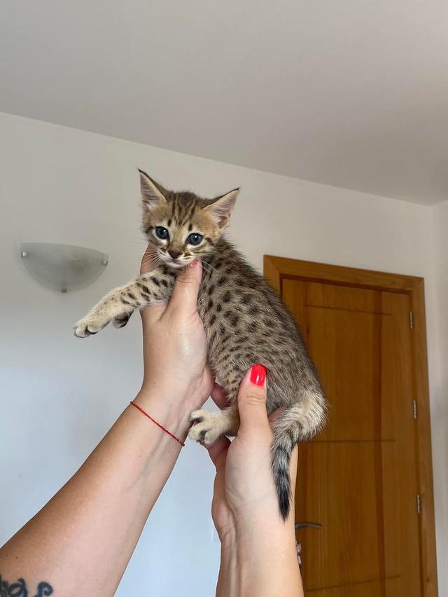 savannah kittens  WhatsApp me : +66 63 826 3042 รูปที่ 3