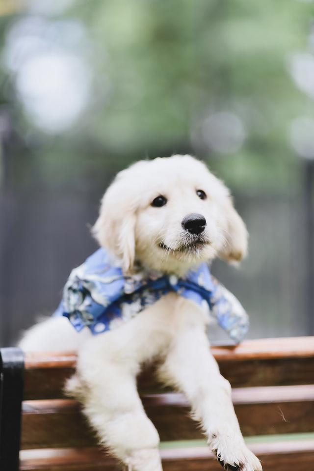 Golden Doodle(Female dog) 3