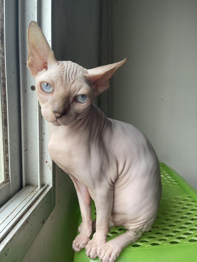 แมวสฟิงซ์เพศเมีย 5เดือน ฉีดวัคซีนแล้ว มาดูได้ที่ลาดกระบัง 5