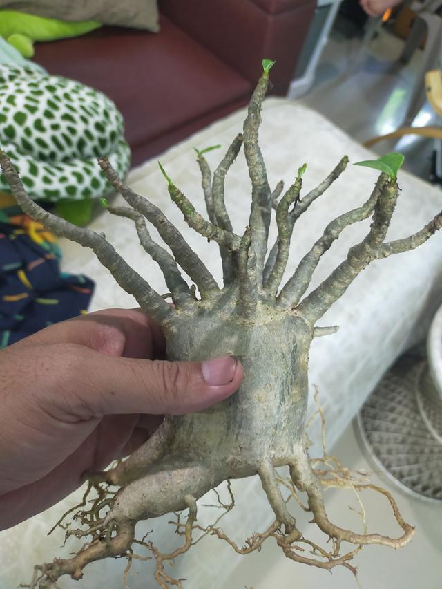 ต้นชวนชมพันธุ์แท้ พันธุ์ดีกิ่งไม่ยืด 2 ต้น