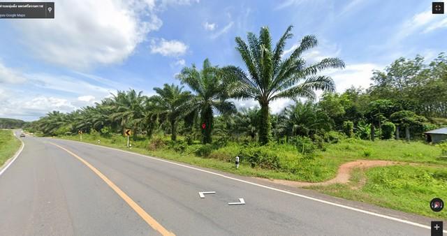 ขายที่ดินพร้อมสวนปาล์ม 21 ไร่ อ.ทุ่งใหญ่ จ.นครศรีธรรมราช 689 6
