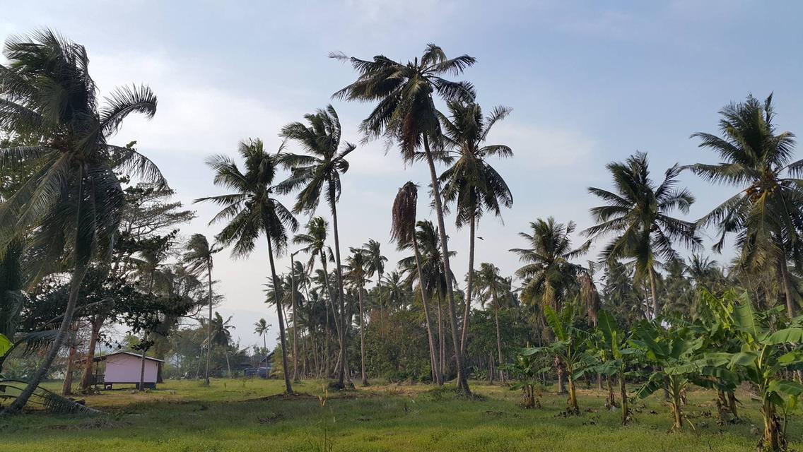 ขายที่ดินสุดพิเศษบนเกาะช้าง19ไร่ 5