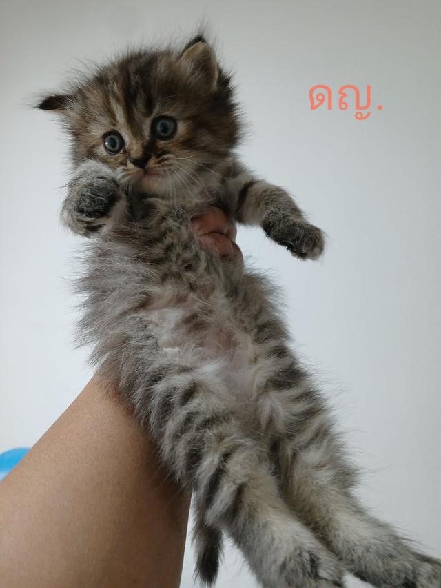 น้องเปอร์เซีย สีส้ม ครีม เสือ รูปที่ 16