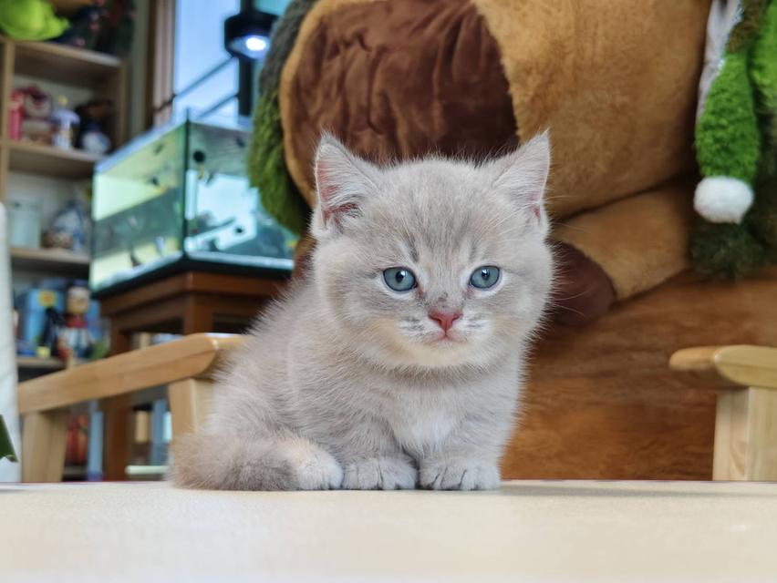 แมวขาสั้น Munchkin short leg chiangmai รูปที่ 12