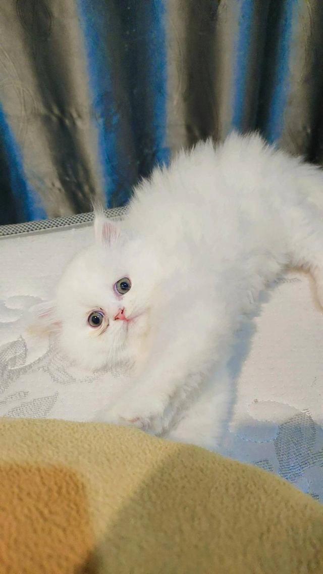 Persian cat เปอร์เซียแท้