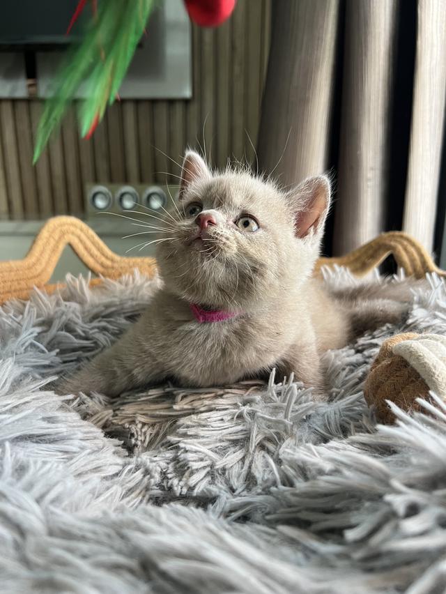 ลูกแมว บริติช ช็อตแฮร์ ใบเพ็ดนอกWCF(British Shorthair)