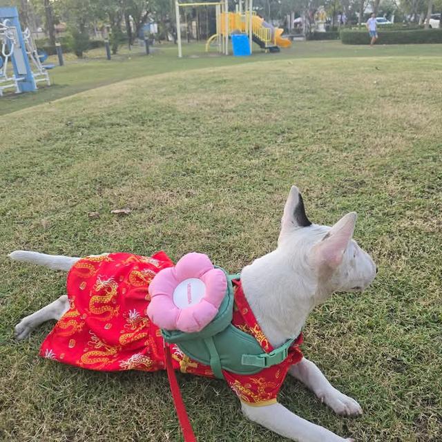 ขาย Bull Terrier สองตัว 5