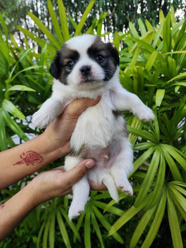 ลูกสุนัขชิวาวาขนยาว. รูปที่ 5
