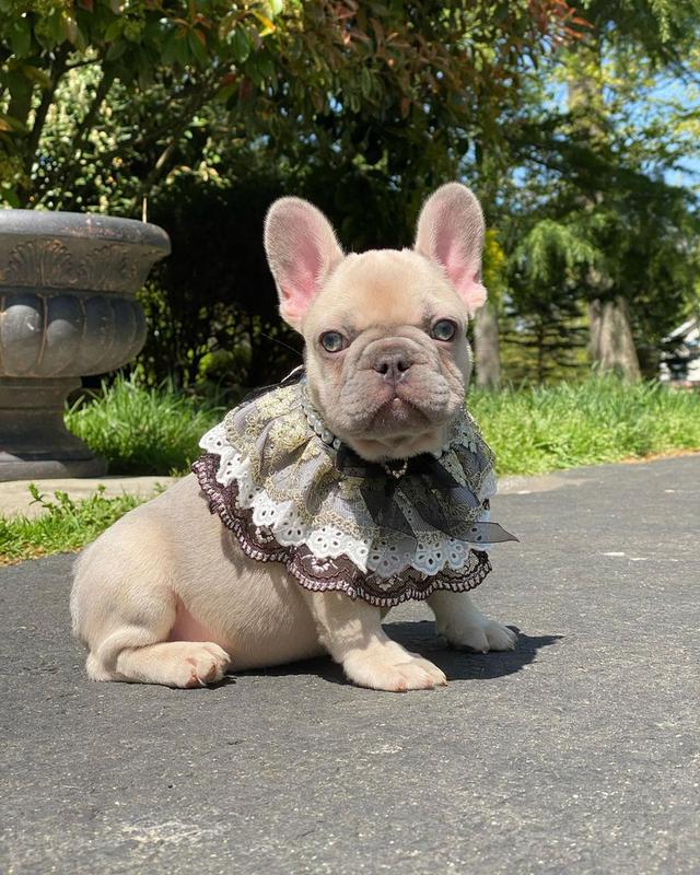 French Bulldog Puppies  WhatsApp me : +66 63 826 3042 รูปที่ 2