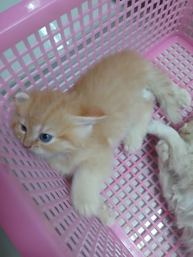 น้องเปอร์เซีย สีส้ม ครีม เสือ รูปที่ 9