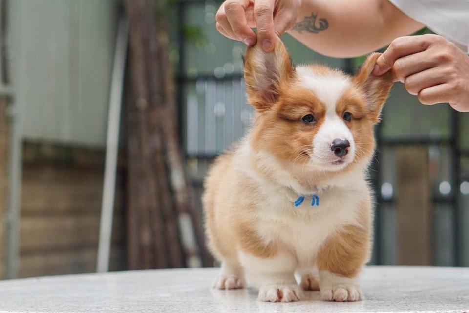 Welsh Corgi Puppies WhatsApp me : +66 63 826 3042 รูปย่อยที่ 4