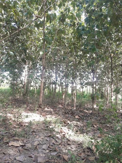 ที่ดินพร้อมต้นสักแปลงมุม ติดถนนลำปางหลวง ใกล้เทศบาลตำบลลำปางหลวง  12