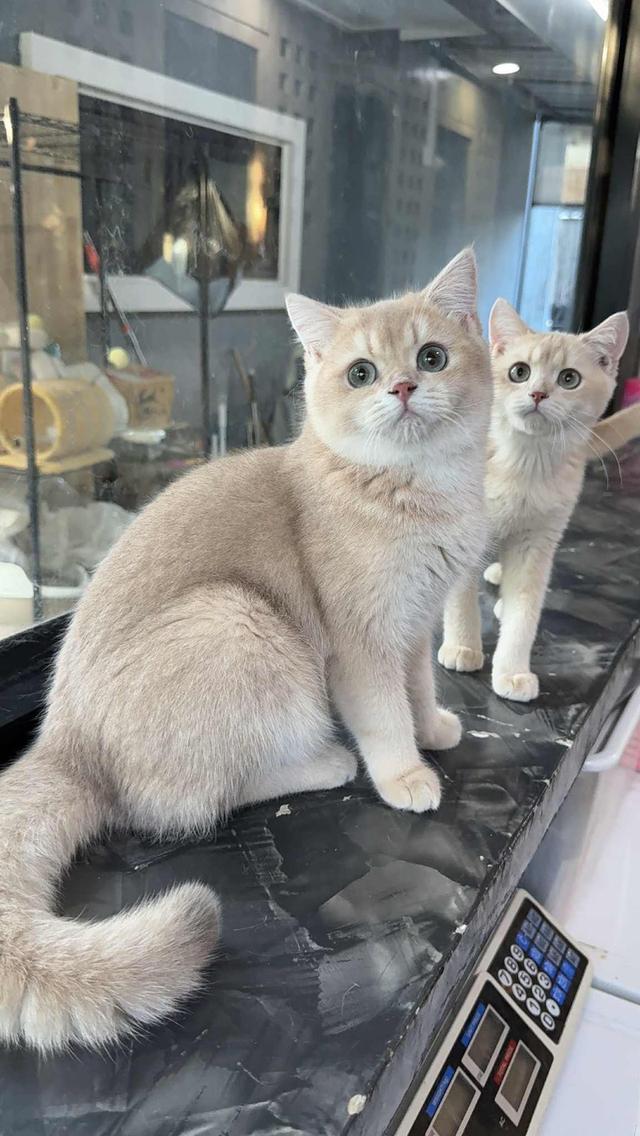 แมวบริติช เพดใบเพดwcf และรับนำเข้าแมวจาก ตปท.