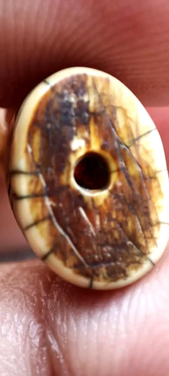 เสือหลวงพ่อปาน หลวงพ่อปาน เขี้ยวเสือ เขี้ยวเสือแกะ เขี้ยวเสือหลวงพ่อปาน วัดบางเหี้ย วัดคลองด่าน รูปที่ 4