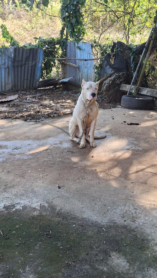 ขายสุนัขโดโกอาเจนติโน่