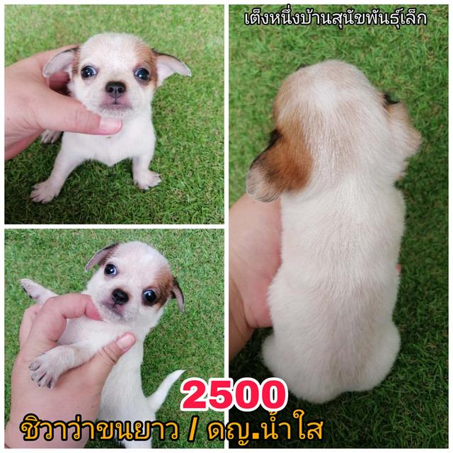 ชิวาว่าเเท้ขนสั้น ขนยาว พร้อมย้าย 5