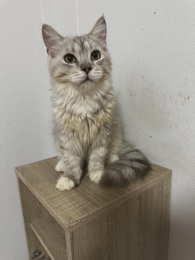 แมวสายพันธุ์เมนคูน ลูกแมว