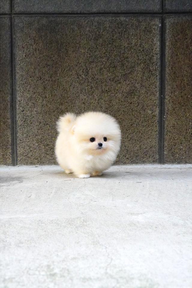 ขายลูกสุนัข Pomeranian หน้าหมี น่ารักมาก เกรดพรีเมียม นำเข้าจากเกาหลี รูปที่ 5