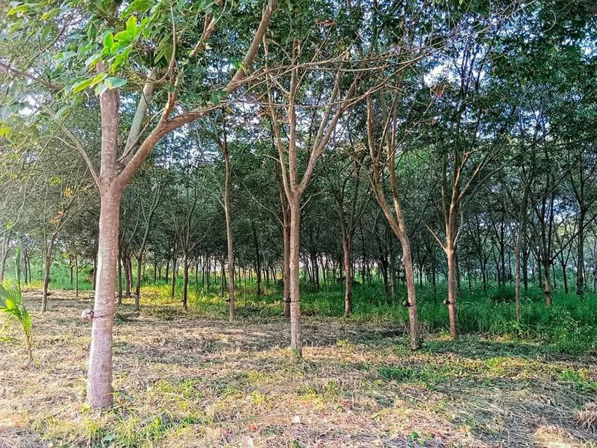 ขายที่ดินพร้อมสวนยางพาราพร้อมกรีด ที่สวย ราคาถูก ประจวบคีรีขันธ์ สนใจโทร 062 514 2291 5