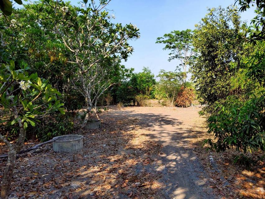 ขายด่วนที่ดิน 9-1-41 ไร่ ติดถนนสาธารณะ คลอง 11 ตอ. ซอย สมนึก อ.หนองเสือ จ.ปทุมธานี 5